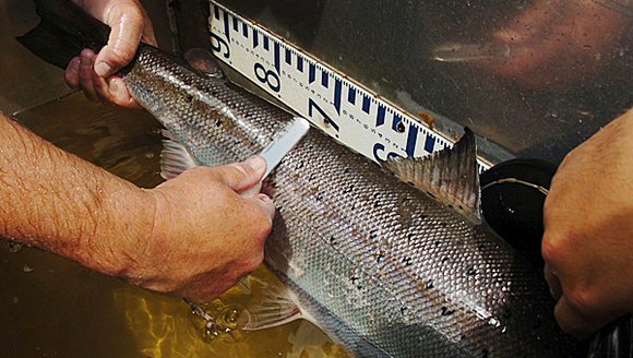 Searching for Clues in Salmon Scales