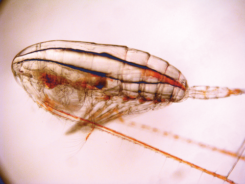 This is a microscopic image of a copepod plankton.