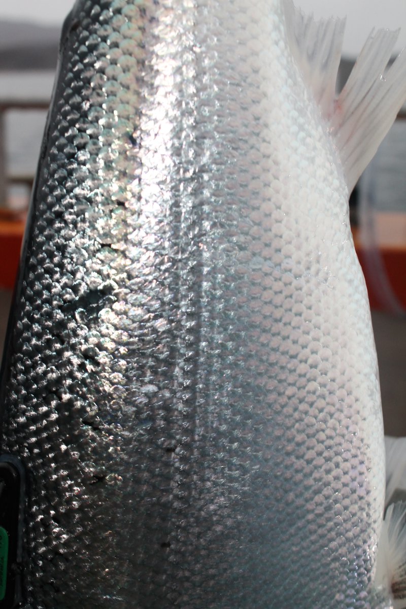 A close up view of a silvery salmon, who is ready to have its scales sampled.