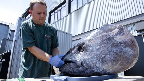 A man in a green shirt with blue latex gloves on holds a massive, grey and white streaked bluefin tuna head steady while taking a weight measurement on a scale.