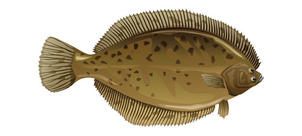 A graphic of an American plaice, a brownish flounder.