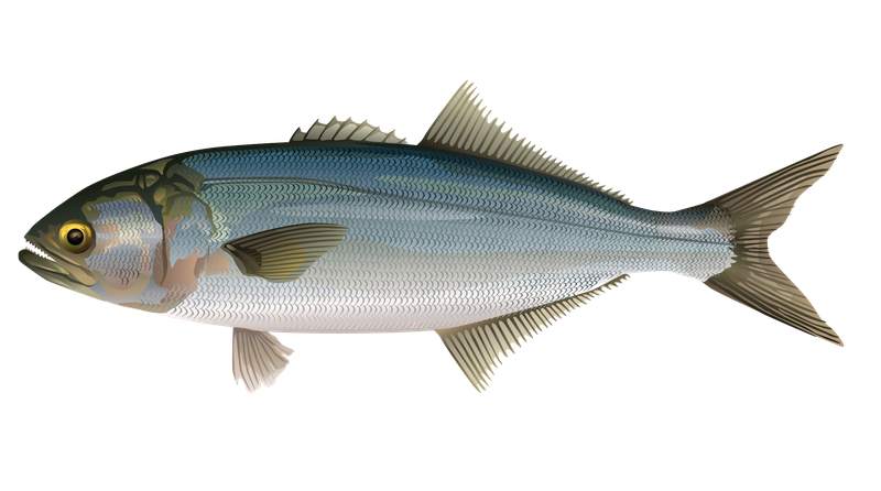 This is an illustration of a bluefish.