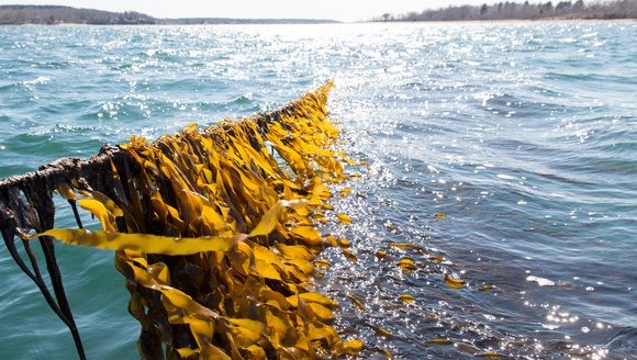 Maine-Grown Kelp: Opportunity & Impact