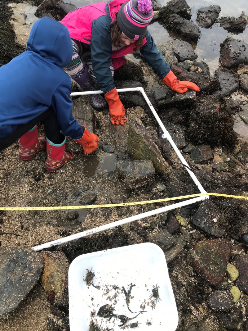 Students look for crabs inside a white quadrant on rocky Maine shores.