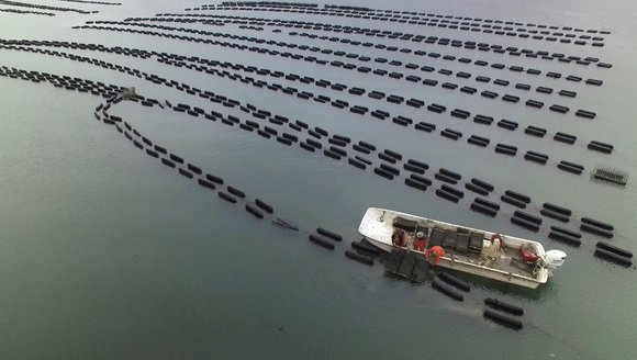 A white motorboat with three fishermen aboard floats between five rows of black buoys in an aquaculture operation