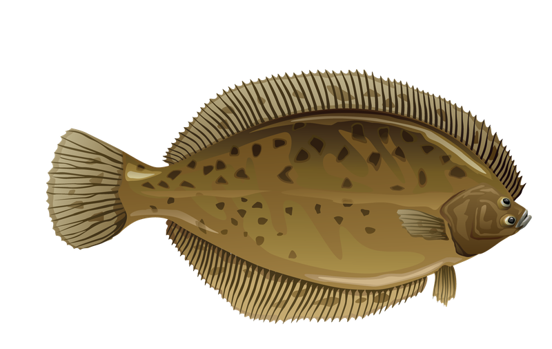 This is an illustration of a flounder.