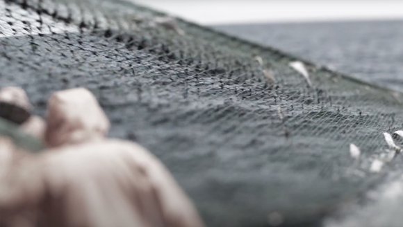 Staff Perspectives: Seafood, Sustainability, and Climate Change