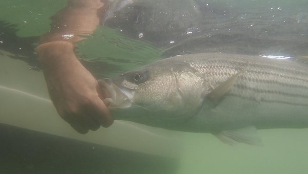 an angler holds a striped bass underwater