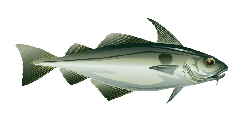 This is an illustration of a haddock fish.