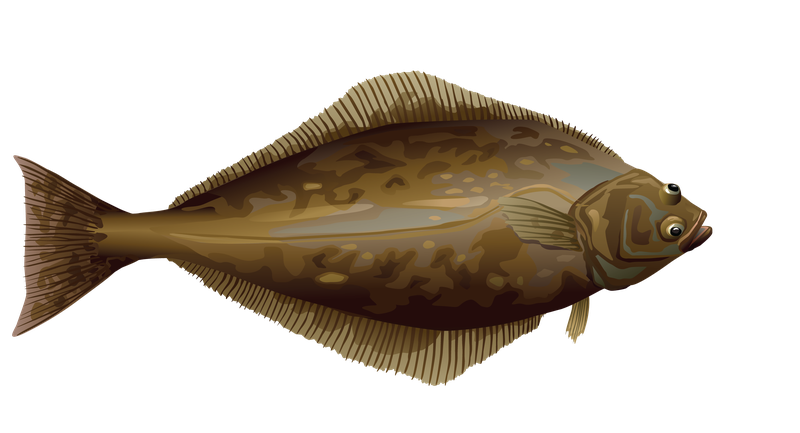This is an illustration of a halibut.