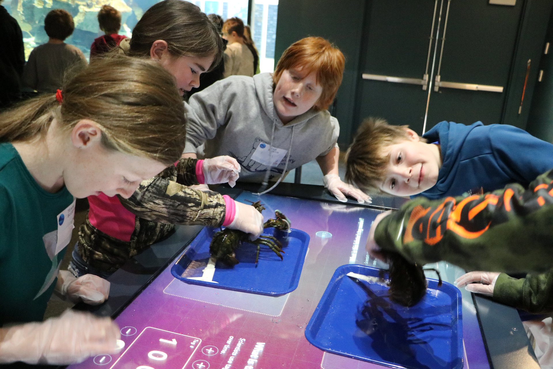 Students gather around an interactive table and observe lobsters.