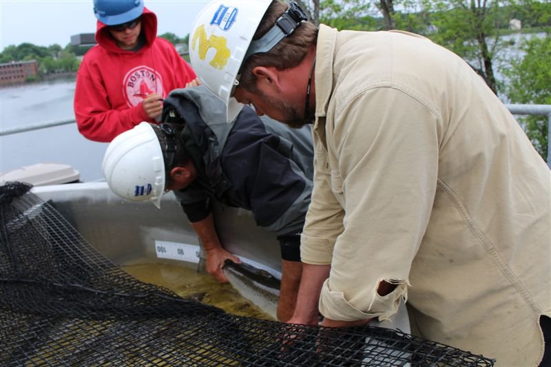 Three men measure an Atlantic salmon in a tank.