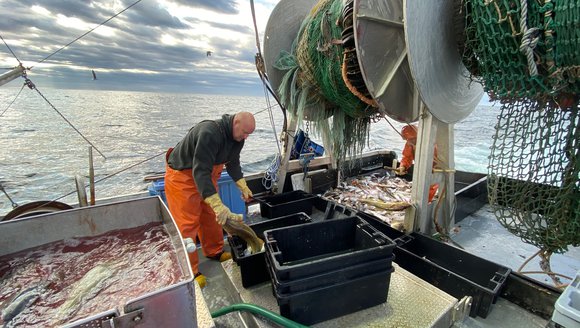 a bald white man bends over to pick up a cod and toss it in ice slurry aboard a fishing vessel