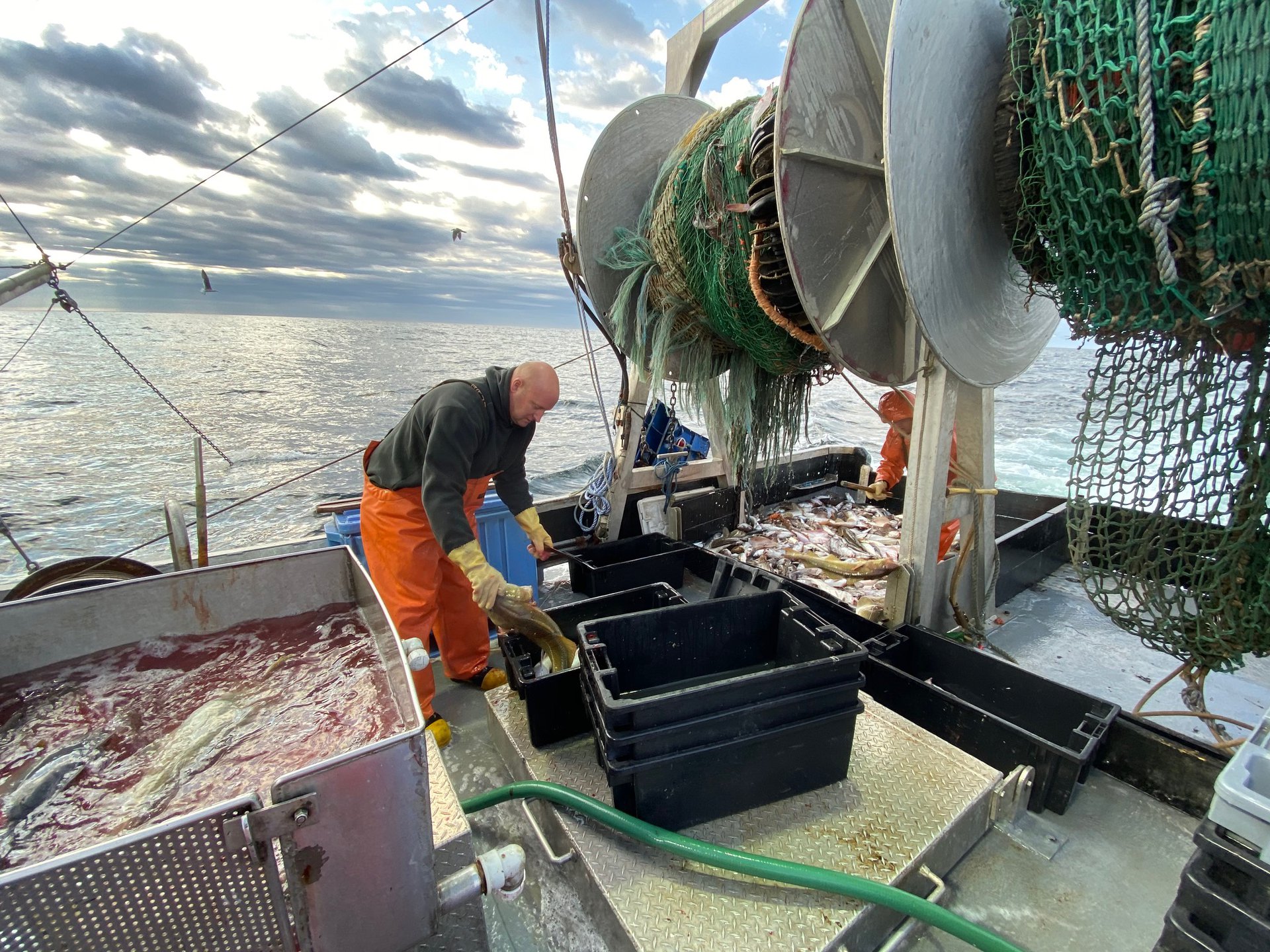 a bald white man bends over to pick up a cod and toss it in ice slurry aboard a fishing vessel