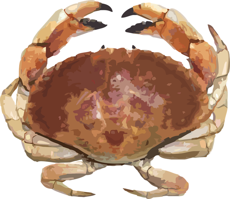 This is an illustration of a Jonah crab.