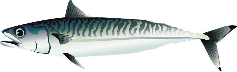 This is an illustration of a mackerel.