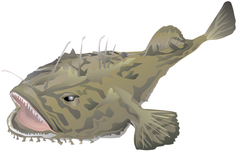 This is an illustration of a monkfish.