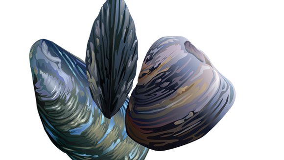 A graphic of three different mussels