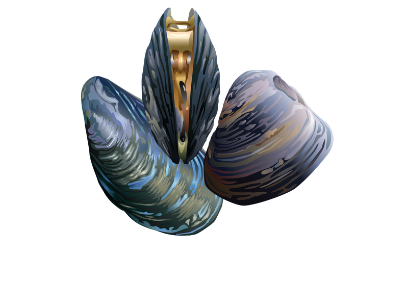 This is an illustration of three mussels, with the one in the middle opening up.