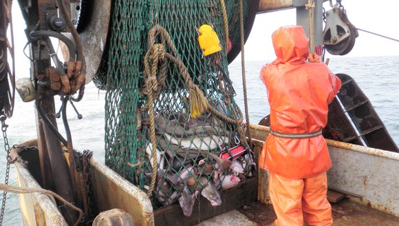 groundfishermen trawling for groundfish in the gulf of maine