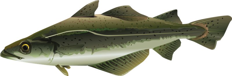 This is an illustration of a pollock fish.