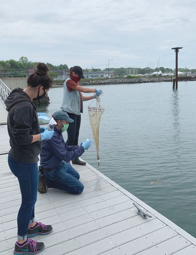 Students from the 2020 REU program doing fieldwork on a GMRI dock