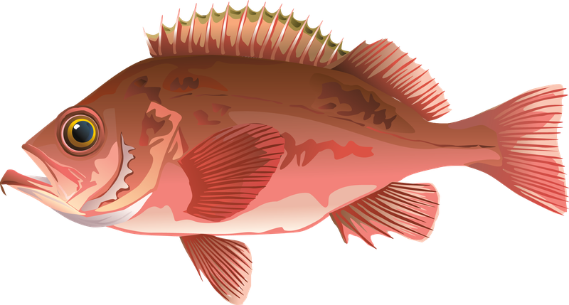 This is an illustration of an Acadian redfish.