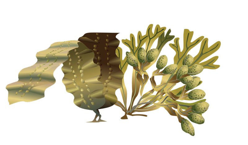 This is an illustration of rockweed kelp.