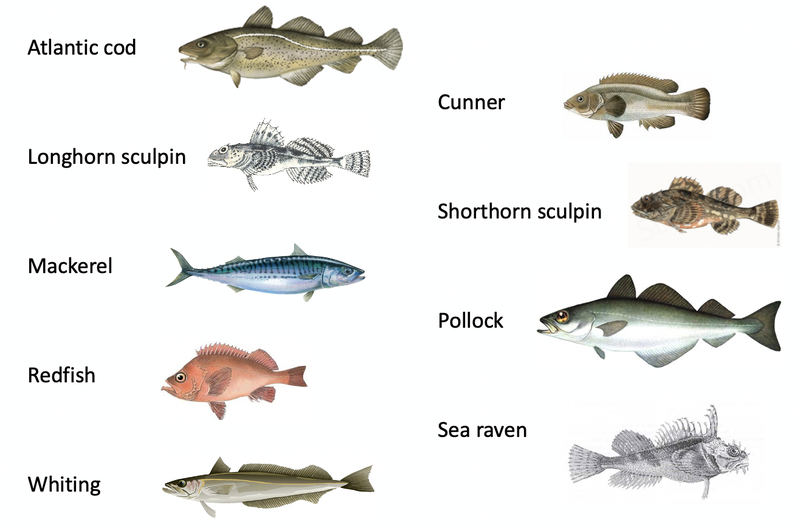 A graphic displaying 9 of the most commonly caught fish in the CBASS program