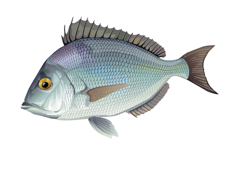 This is an illustration of a scup.