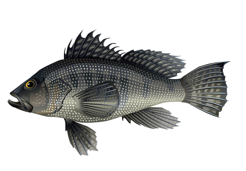 This is an illustration of a black sea bass.