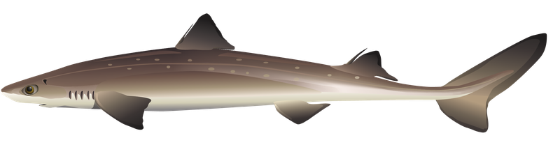 This is an illustration of a spiny dogfish.