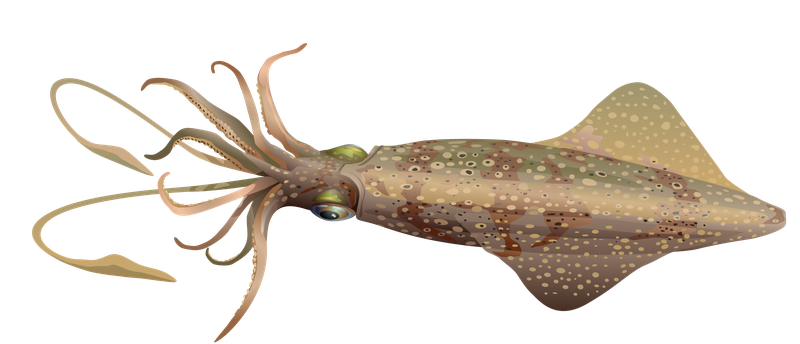 This is an illustration of a squid.