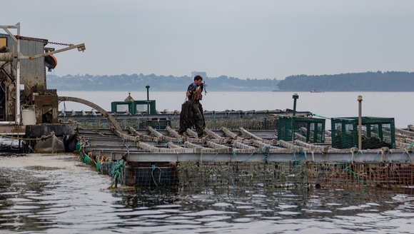 A mussel farmer carrying equipment on a barge with the city of Portland in the background