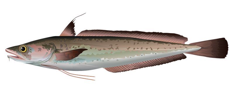 This is an illustration of a White Hake.