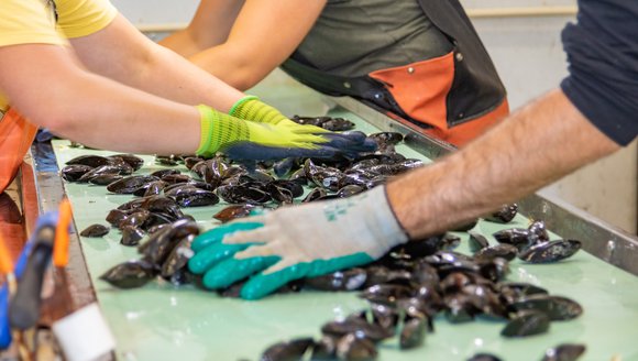 Gloved hands sort through a table of black mussels.