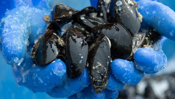 A person wearing blue rubber gloves holding freshly harvested mussels