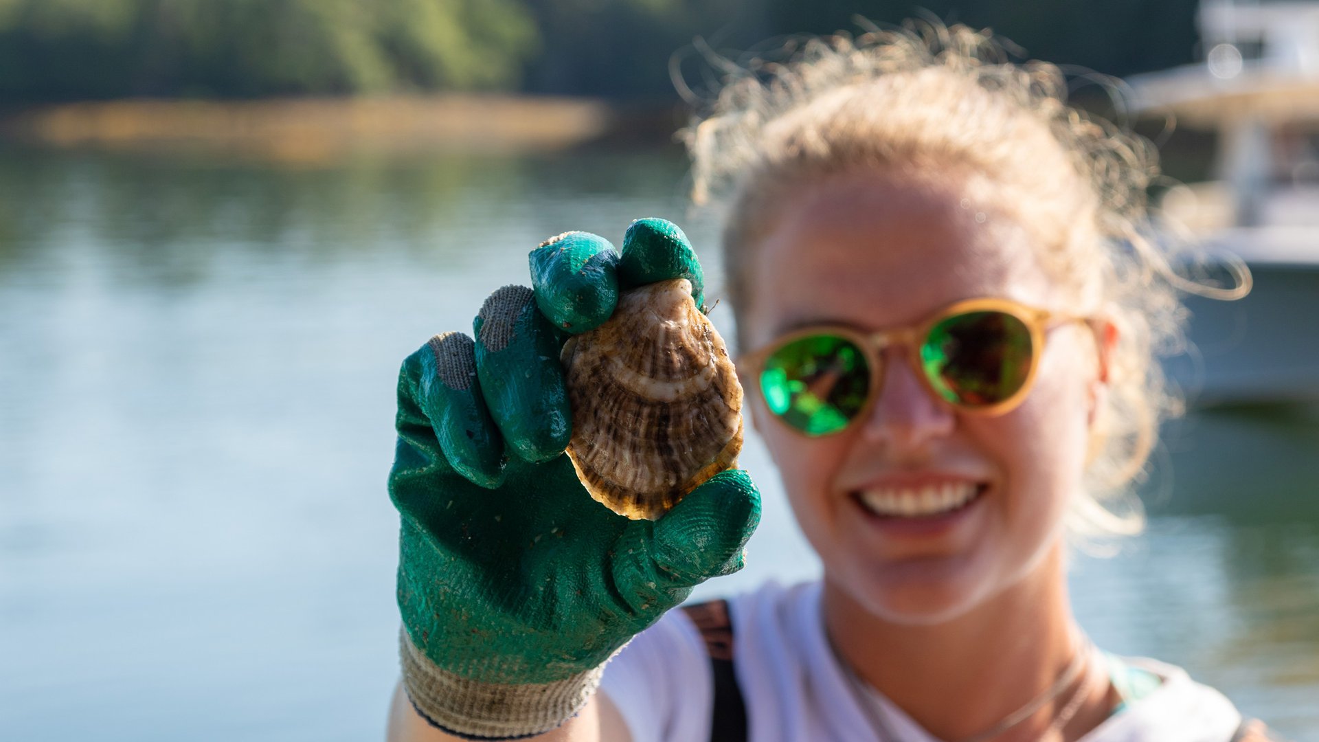 A researcher holds up a small bivalve for the camera in a thick green glove, which has a slight curved shell with white and brown streaks.