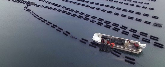 A white motorboat floats through rows of black buoys that line an area used for aquaculture.