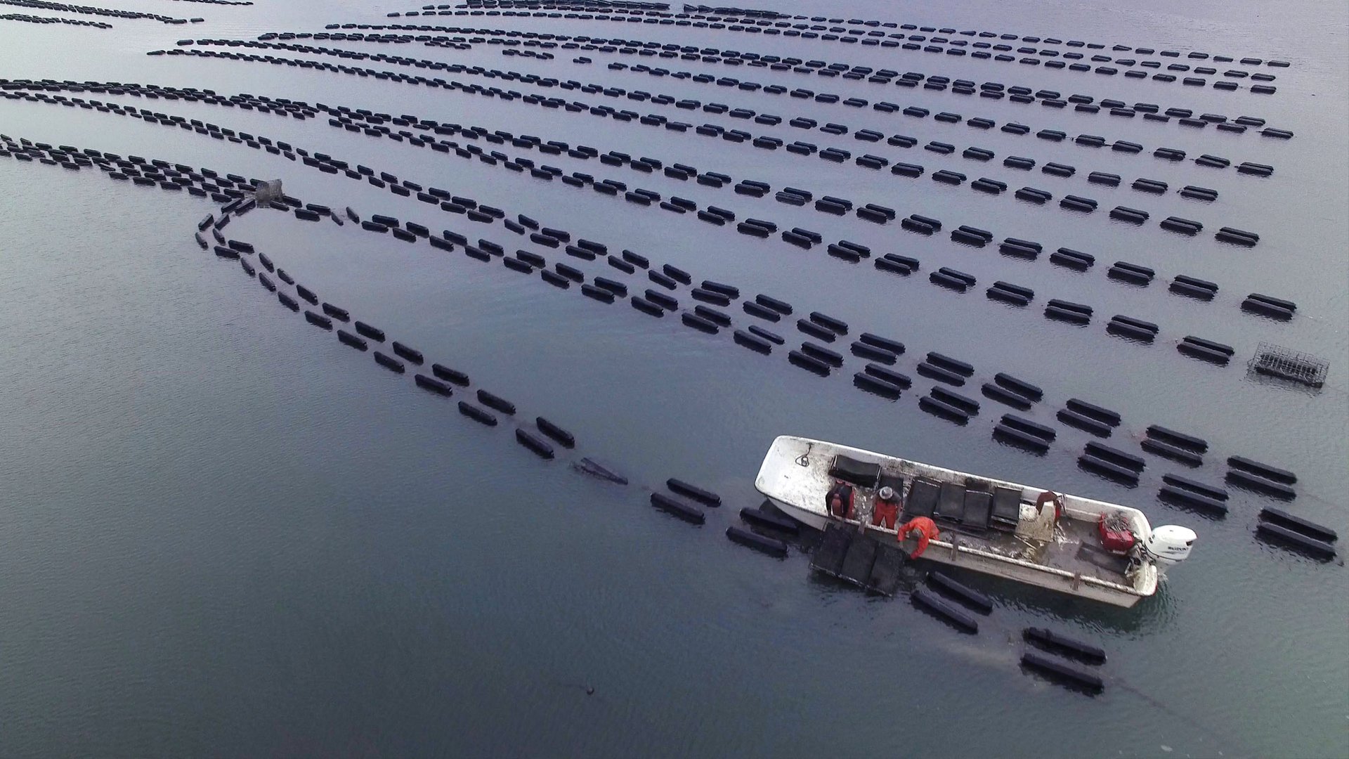 A white motorboat floats through rows of black buoys that line an area used for aquaculture.