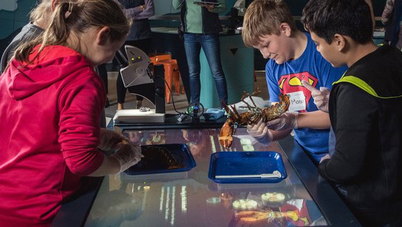 Delighted students gather around interactive kiosks in our new, open LabVenture space. One student in a blue, red, and yellow superman shirt smiles excitedly as he holds a live lobster.