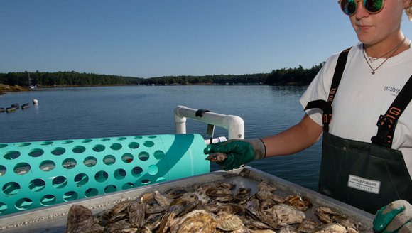 Oyster farm worker is sorting through oysters with an oyster washing machine in the background
