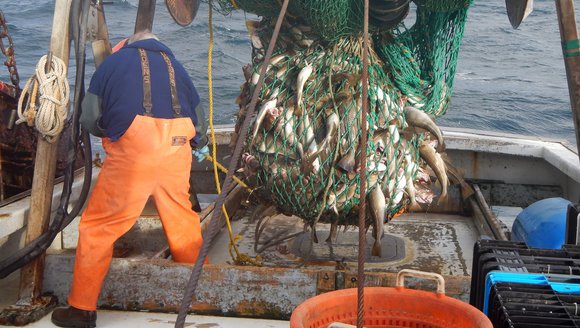 A groundfish vessel finishes a trawl, emptying fish from the net onto the deck of the boat