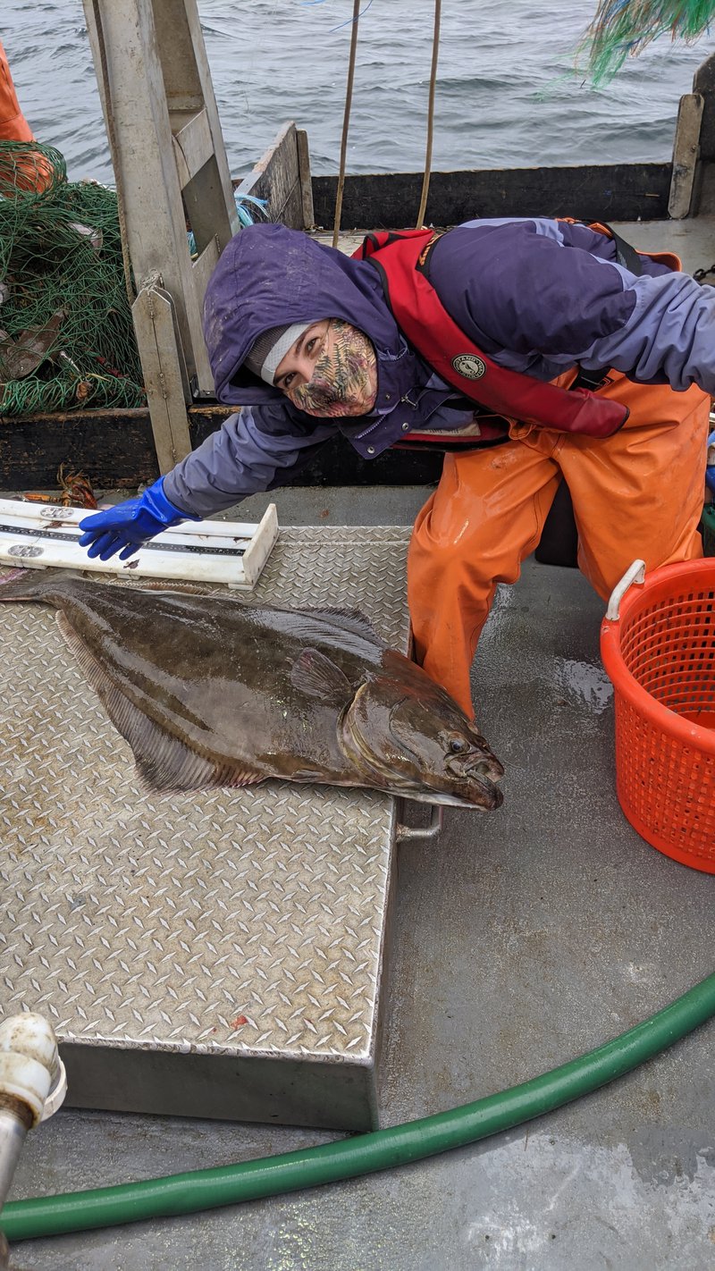 a young woman with brown hair bends down to pick up a just-landed halibut, which is a 5-foot-long flat fish that is brown on top and white on the bottom.