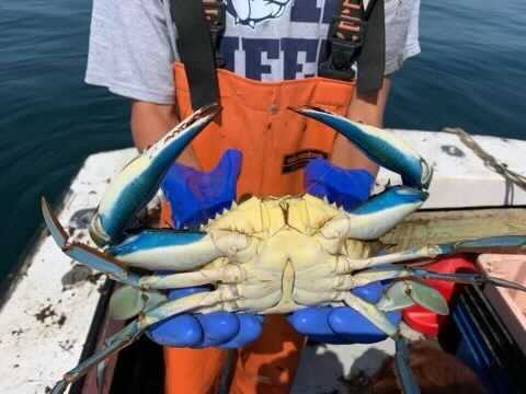 A fisherman in orange waders holds up a blue crab, that came up in a lobster trap, to the camera.