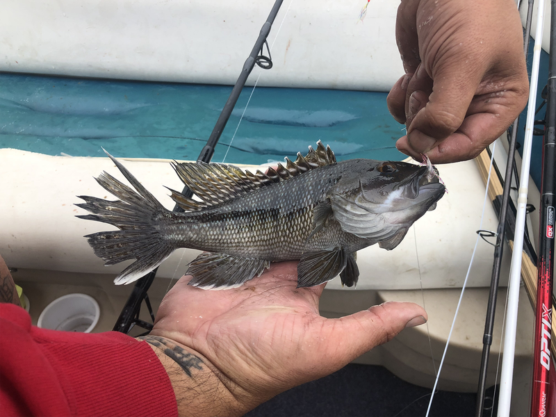 A fisherman holds up a small black sea bass.