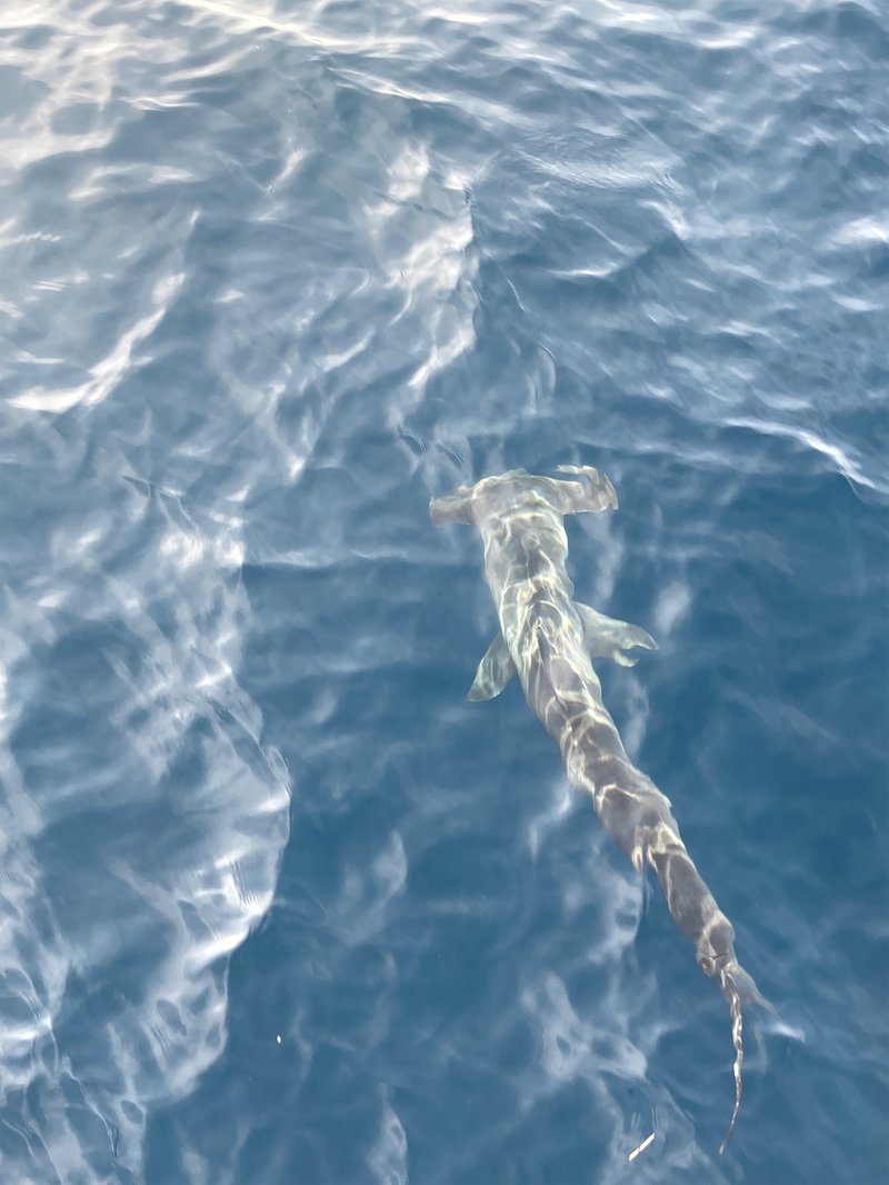 An aerial shot of a silvery-gray smooth hammerhead shark swims near the surface, surrounded by blue waters.