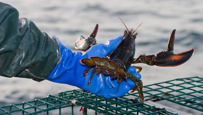 A man with a blue glove holds a lobster up as it stretches out its claws.