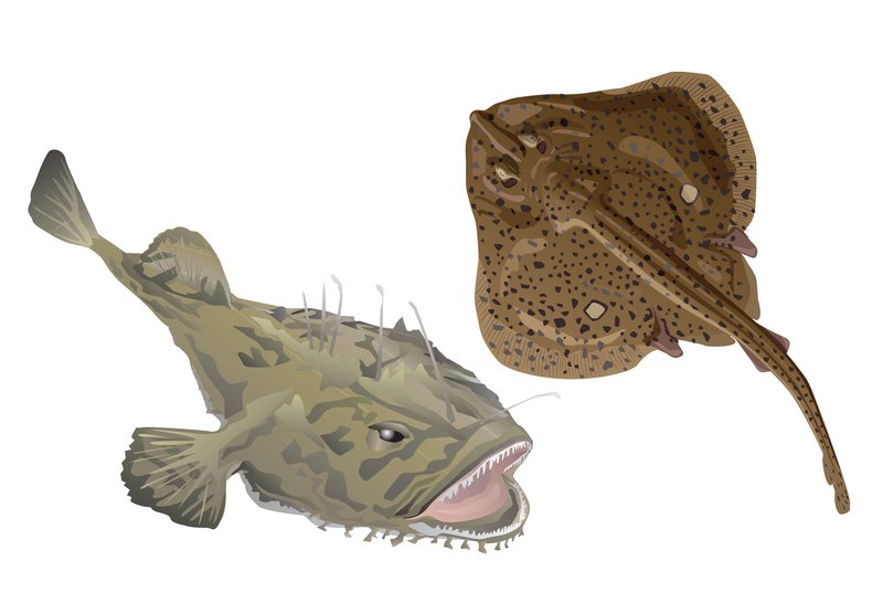 This image depicts a light brown monkfish (top left) and a darker brown winter skate (bottom right) above gray concentric circles.