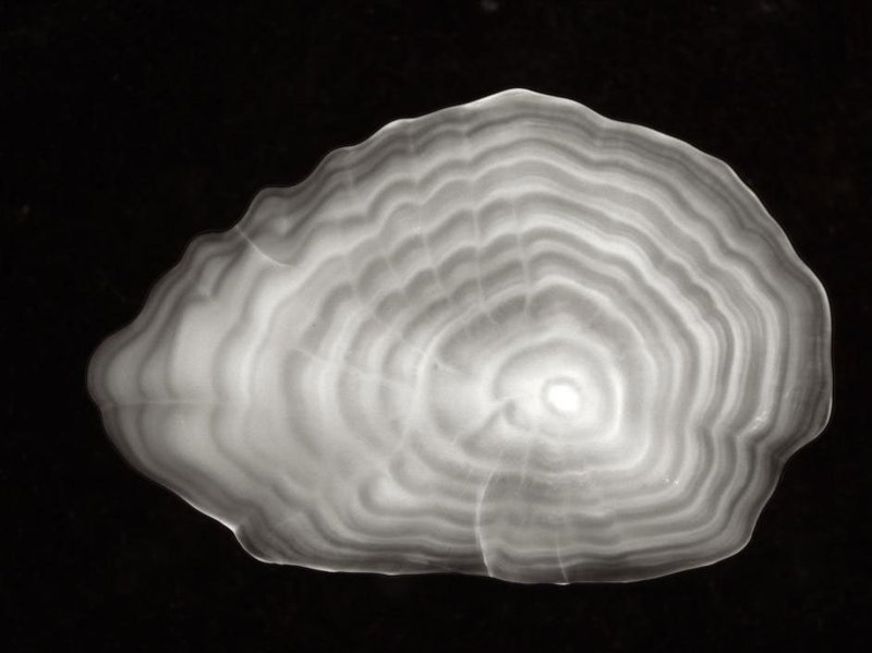 a cross section of an otolith shows tree-like rings